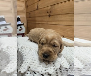 Labradoodle Puppy for sale in WILLIAMSTOWN, KY, USA