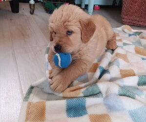 Golden Retriever Litter for sale in AUSTIN, TX, USA