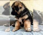 Small Photo #4 Great Pyrenees Puppy For Sale in YUCCA VALLEY, CA, USA