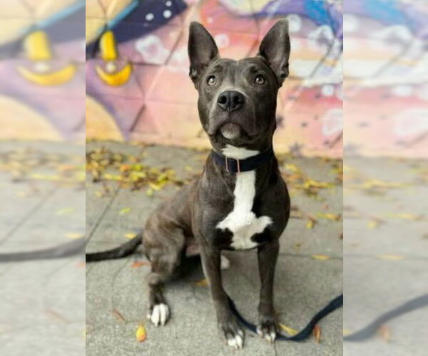 Medium Photo #1 American Pit Bull Terrier-Unknown Mix Puppy For Sale in Sacramento, CA, USA