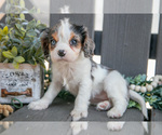 Small #1 Cavalier King Charles Spaniel