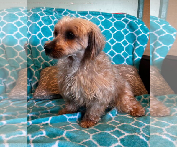 Medium Photo #5 Mutt Puppy For Sale in Pacolet, SC, USA