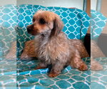 Small #4 Mutt