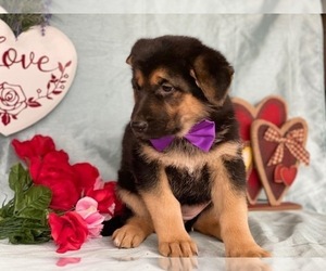 German Shepherd Dog Puppy for sale in LANCASTER, PA, USA