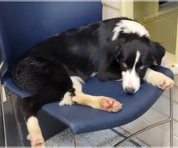 Medium Photo #24 Border Collie Puppy For Sale in Highland, IL, USA