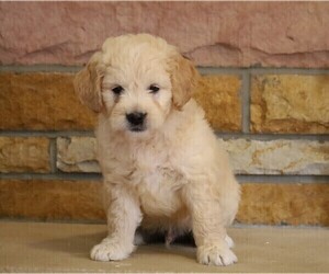 English Cream Golden Retriever-Poodle (Miniature) Mix Puppy for sale in FREDERICKSBG, OH, USA