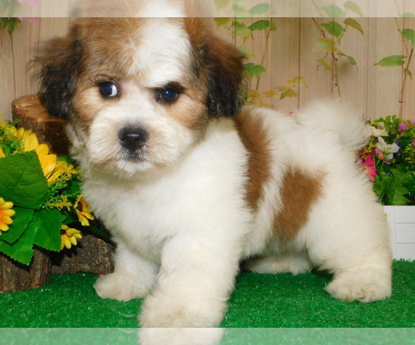 Medium Photo #4 Zuchon Puppy For Sale in HAMMOND, IN, USA