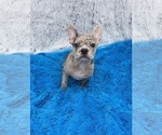 Small Photo #4 French Bulldog Puppy For Sale in SANDY HOOK, KY, USA