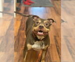 Small #1 American Bulldog Mix