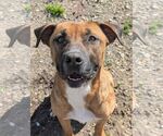 Small #3 Black Mouth Cur Mix