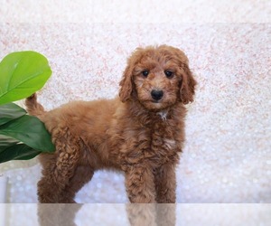 Goldendoodle (Miniature) Puppy for sale in MARIETTA, GA, USA