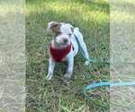Small #2 Bulldog Mix
