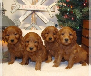 Goldendoodle (Miniature) Puppy for sale in HULL, IA, USA
