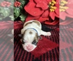 Puppy 3 Mal-Shi