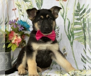 German Shepherd Dog Puppy for sale in LANCASTER, PA, USA