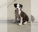 Small Photo #9 Boxer Puppy For Sale in OAK LAWN, IL, USA