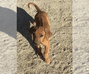 Rhodesian Ridgeback Puppy for sale in MORONGO VALLEY, CA, USA