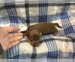 Small Photo #4 Dachshund Puppy For Sale in MIDDLETOWN, IN, USA