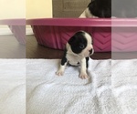 Small Photo #14 Boston Terrier Puppy For Sale in BROOMFIELD, CO, USA