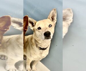 - Mix Dogs for adoption in Pampa, TX, USA