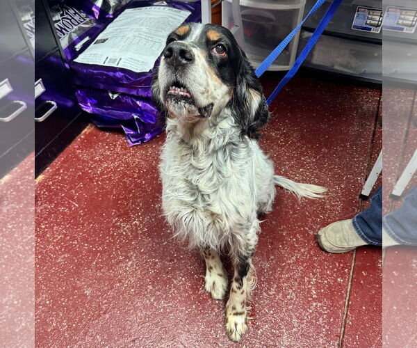 Medium Photo #2 English Setter Puppy For Sale in Fargo, ND, USA