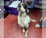 Small #1 English Setter