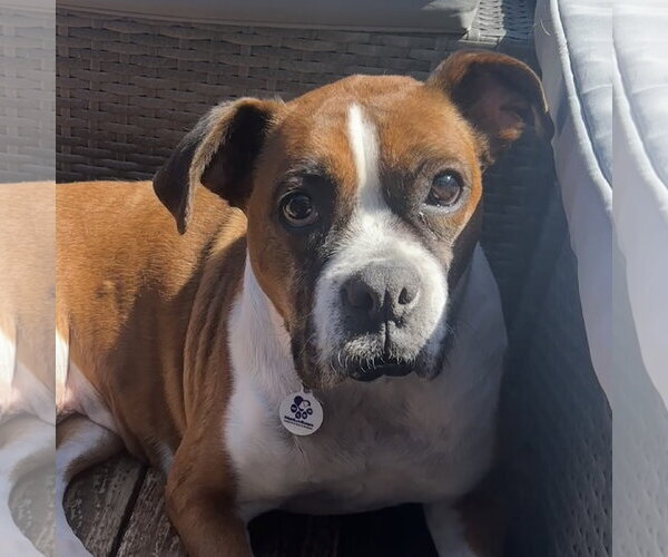 Medium Photo #7 Boxer Puppy For Sale in Stanwood, WA, USA