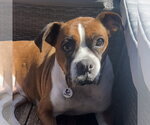 Small #6 Boxer