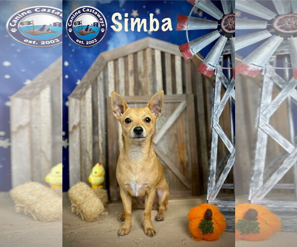 Medium Photo #10 Chihuahua Puppy For Sale in Arcadia, FL, USA