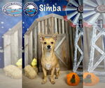 Small #9 Chihuahua