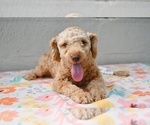 Small #3 Poodle (Miniature)