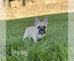 Small Photo #3 French Bulldog Puppy For Sale in COLUMBIA, MO, USA