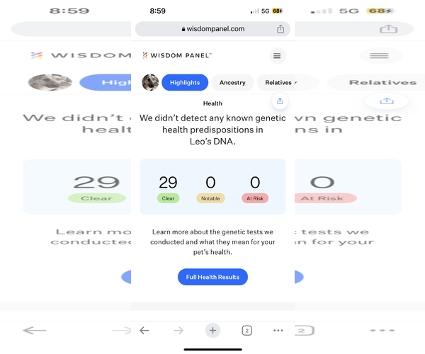 Medium Photo #11 Catahoula Leopard Dog-German Shepherd Dog Mix Puppy For Sale in The Woodlands, TX, USA