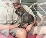 Small Photo #19 Rotticorso Puppy For Sale in REEVESVILLE, SC, USA