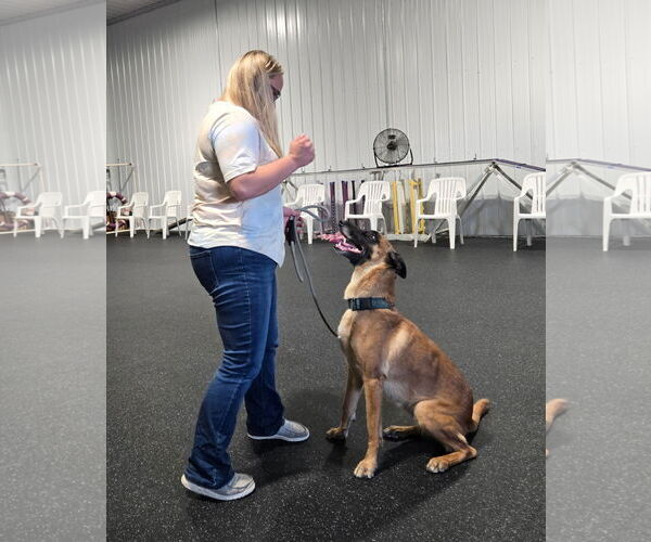 Medium Photo #1 Mutt Puppy For Sale in Stevens Point, WI, USA