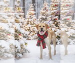 Small #7 Labrador Retriever Mix