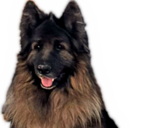 Father of the King Shepherd puppies born on 03/15/2026
