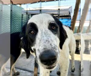 Mutt Dogs for adoption in San Bernardino, CA, USA