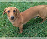 Small #3 Dachshund