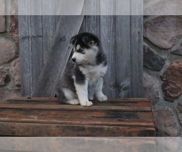Medium Photo #2 Pomsky Puppy For Sale in WOOSTER, OH, USA