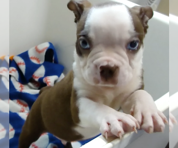 Medium Photo #4 Boston Terrier Puppy For Sale in BEND, OR, USA