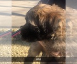 Small Photo #1 Soft Coated Wheaten Terrier Puppy For Sale in ACTON, TX, USA