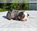 Small #3 Miniature Australian Shepherd