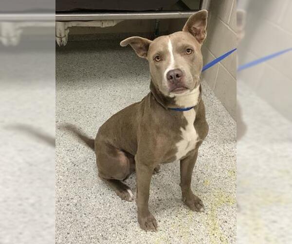 Medium Photo #1 American Pit Bull Terrier-Unknown Mix Puppy For Sale in Conroe, TX, USA