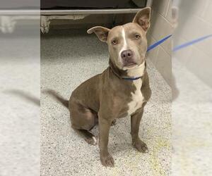 American Pit Bull Terrier-Unknown Mix Dogs for adoption in Conroe, TX, USA