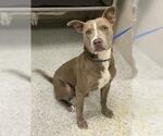 Small American Pit Bull Terrier Mix