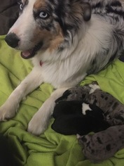 Mother of the Australian Shepherd puppies born on 02/02/2017