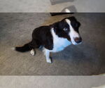 Small #1 Border Collie