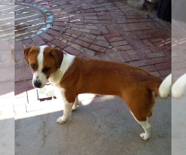 Medium Photo #7 Mutt Puppy For Sale in Apple Valley, CA, USA