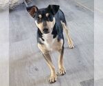 Small Rat Terrier